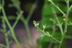 Ganophyllum falcatum
