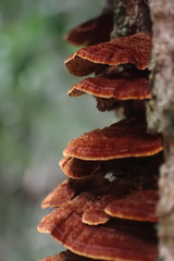 Hymenochaete setipora