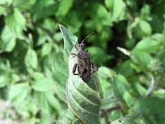 Acanthocoris sordidus