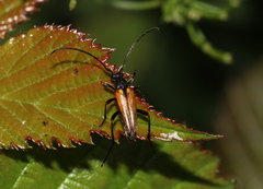Stenurella melanura