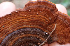 Hymenochaete setipora
