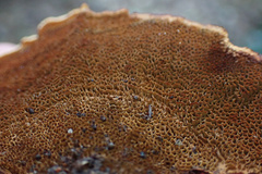 Hymenochaete setipora
