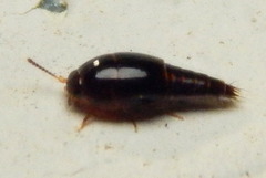 Coproporus