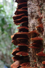 Hymenochaete setipora