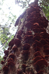Hymenochaete setipora