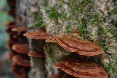 Hymenochaete setipora