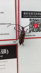 Aegolipton marginale