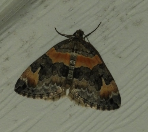 Orange-barred Carpet Moth photo 4