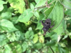 Acanthocoris sordidus