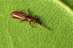 Cerobates
