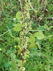 Rumex crispus