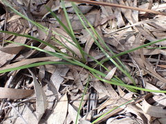 Tricoryne simplex