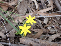 Tricoryne simplex
