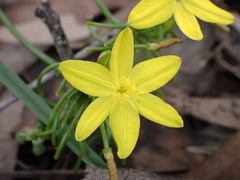 Tricoryne simplex