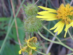 Berkheya speciosa