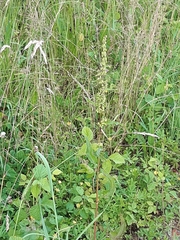 Rumex crispus