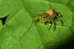 Salticidae
