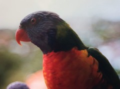 Trichoglossus moluccanus moluccanus