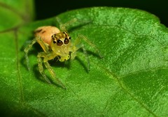 Salticidae