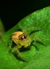 Salticidae