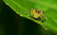 Salticidae