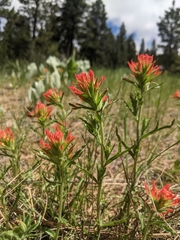 Castilleja applegatei pinetorum