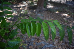 Ganophyllum falcatum