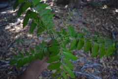 Ganophyllum falcatum