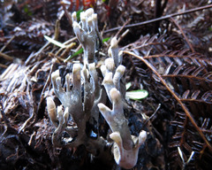 Clavulina tasmanica