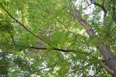 Ganophyllum falcatum