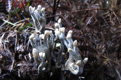 Clavulina tasmanica