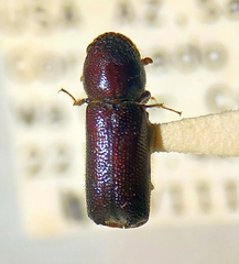 Prostephanus arizonicus