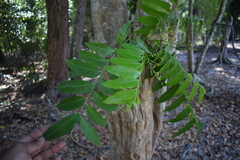 Ganophyllum falcatum