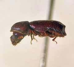 Prostephanus arizonicus