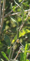 Capparis rudatisii (Capparis rudatisii)
