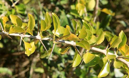 Image of Canthium armatum by (c) Wynand Uys, some rights reserved (CC BY)