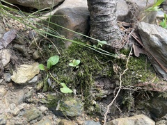 Fontinalis hypnoides