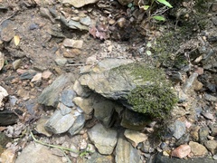 Fontinalis hypnoides