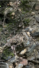 Fontinalis hypnoides