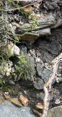 Fontinalis hypnoides