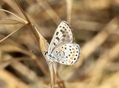 Euphilotes enoptes dammersi