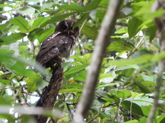 Strix virgata