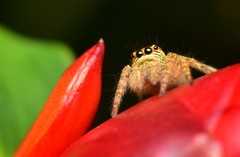 Carrhotus
