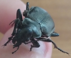 Calosoma maderae