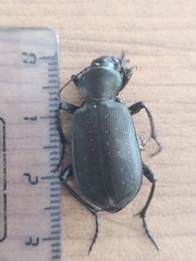 Calosoma maderae