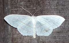 Scopula ordinata