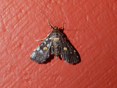 Eurrhyparodes bracteolalis