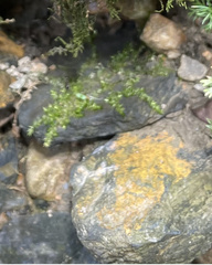 Fontinalis hypnoides