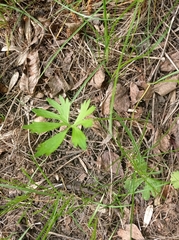 Ranunculus auricomus