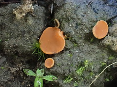 Pulvinula tetraspora